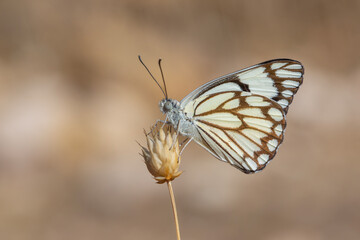 Fototapeta na wymiar large white migratory butterfly, Brown-veined White, Belenois aurota