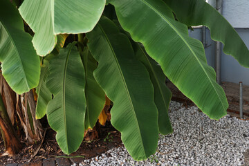 Tropical banana palm leaf, large foliage in rainforest