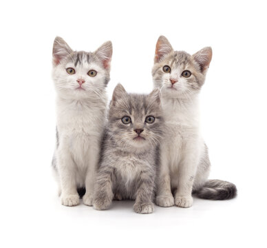 Three small kittens.