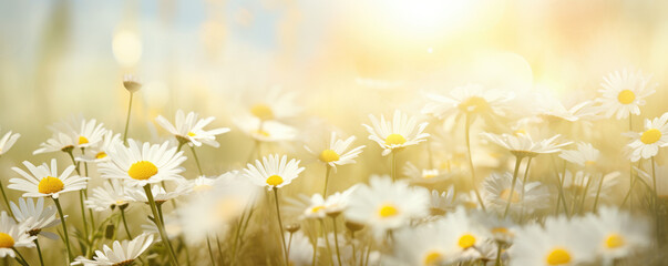 Field of daisies with sunshine