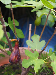 A small fig tree growing in a pot with ripe fig hanging down