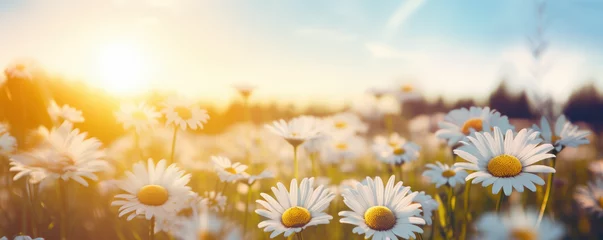 Wandaufkleber Field of daisies with sunshine © thejokercze