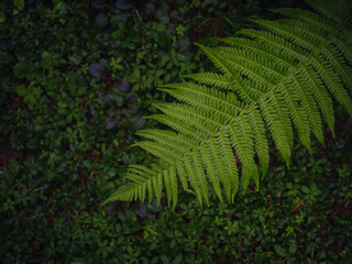 Beautiful ferns leaves green foliage. Close up of beautiful growing ferns in forest or park. Rainforest jungle landscape. Green plants nature wallpaper. Organic nature background.