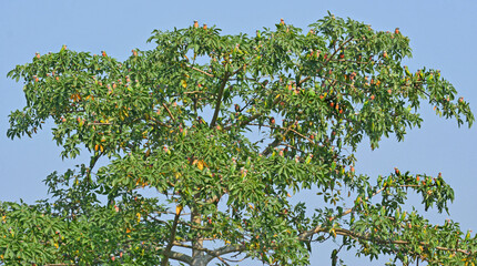 A large flock of wild Budgerigar parrots flying over feeding on paddy field of Bangladesh.	
