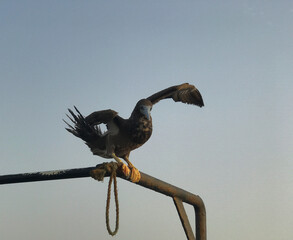 Closeup view of a seagull