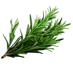 bunch of rosemary, PNG, transparent background