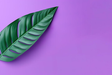 Green tropical leaf on a purple  background with copy space