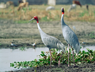 Naklejka premium Sarus crane near the pond
