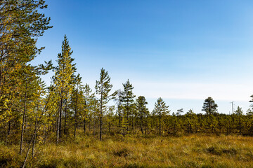 Forest tundra in the Arkhangelsk region. Russia