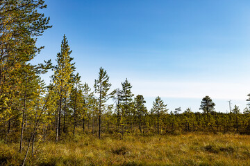 Fototapeta premium Forest tundra in the Arkhangelsk region. Russia