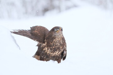 Close up portrait of a common buzzard. Bute buteo. Winter scene with a buzzard.
