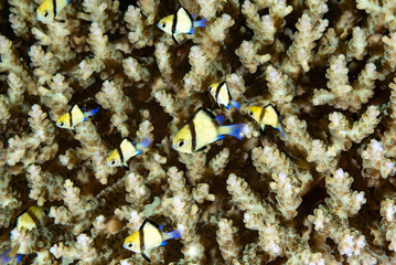 Reticulated Damselfish Dascyllus reticulatus