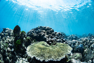 Tropical Coral Reef - Table Corals (Acropora sp.)