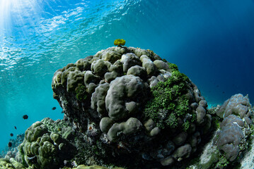 Tropical Coral Reef - Massive Corals (Porites sp.)