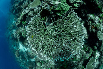 Tropical Coral Reef - Table Corals (Acropora sp.)