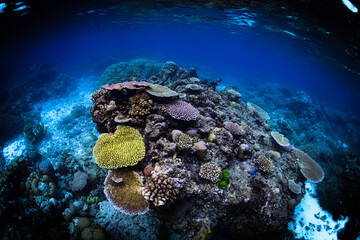 Tropical Coral Reef - Table Corals (Acropora sp.)