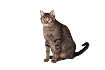 Gato pardo gordo sentado mirando a la cámara y con fondo transparente