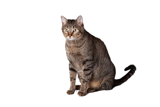 Gato pardo gordo sentado mirando a la c&aacute;mara y con fondo transparente