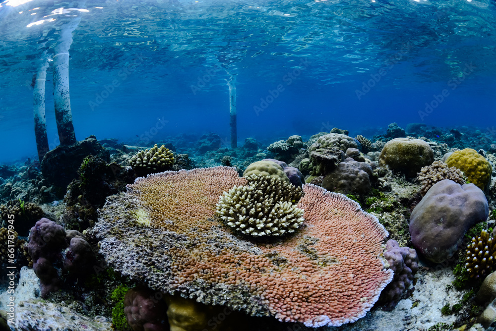 Sticker Tropical Coral Reef - Table Corals (Acropora sp.)