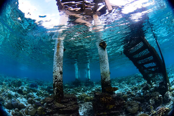Tropical Jetty Free Diving