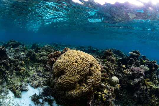 Open Brain Corals Genus Lobophyllia