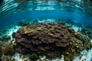 Tropical Coral Reef - Table Corals (Acropora sp.)