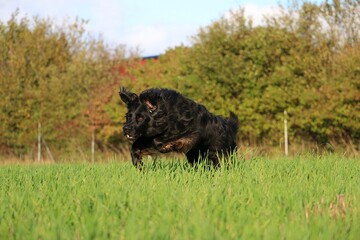 Handsome big black Hovawart runs on a green meadow