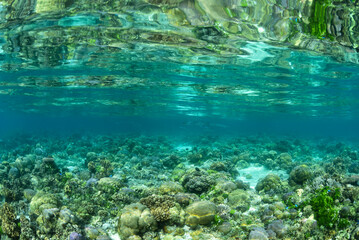 Fototapeta na wymiar Coral Reef Free Diving