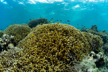Fototapeta na wymiar Fire Coral Millepora sp.