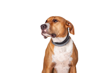 Perro mirando hacia arriba con las orejas hacia atrás y fondo transparente