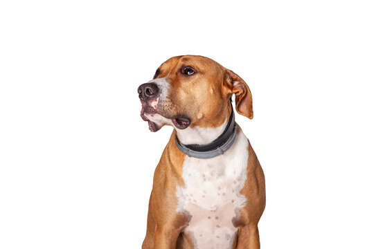 Perro mirando hacia arriba con las orejas hacia atr&aacute;s y fondo transparente