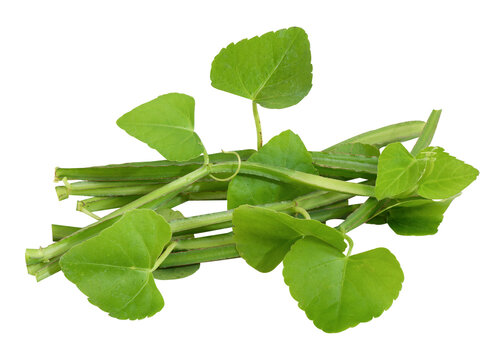 Cissus quadrangularis branch green leaves on transparent background.