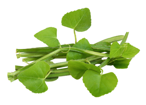 Cissus quadrangularis branch green leaves on transparent background.