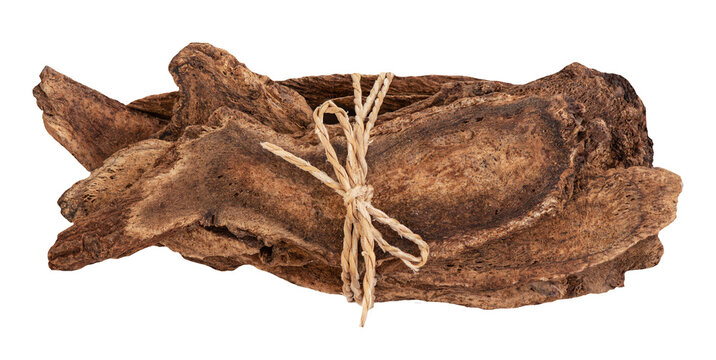 Costus or Aucklandia lappa dried slices on transparent background.