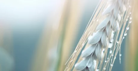 Fotobehang Planta de trigo con gotas de rocío al amanecer. Fondo de naturaleza con fondo desenfocado y espacio para texto.  © ACG Visual