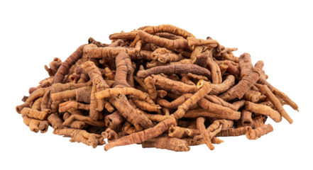 Dired roots of Polygala tenuifolia Willd or chinese senega on transparent background.Chinese herbs.