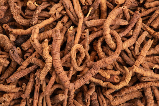 Dired roots of Polygala tenuifolia Willd or chinese senega background.Chinese herbs.top view.
