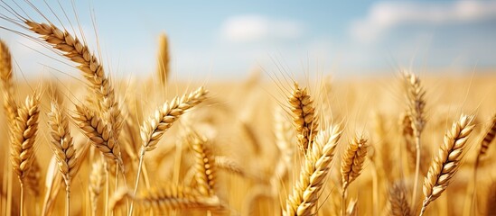 Fototapeta premium Selective focus used on agricultural wheat crop field with hanging panicles With copyspace for text