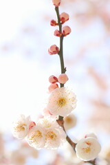 八重咲きの白梅のクローズアップ　空背景