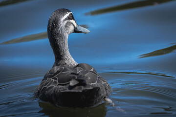 black headed swan swimming
