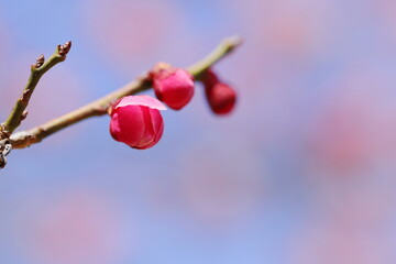 八重咲きの紅梅の蕾のクローズアップ　青空背景