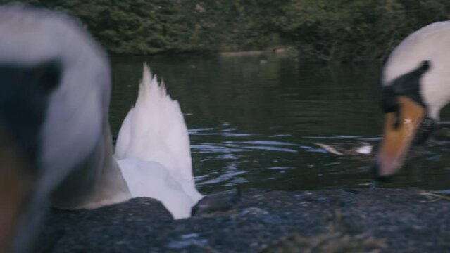 schwan essen fressen nah close