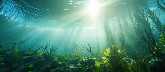 Fototapeta na wymiar Scuba diving with sunlight through kelp forest With copyspace for text