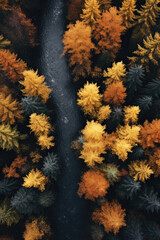 Top view of a autumn forest