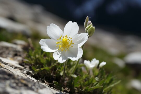 White alpine flower. Generative AI
