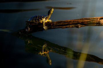 tortuga tomando el sol en el pantano