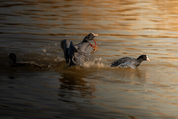 luchas por la supervivencia