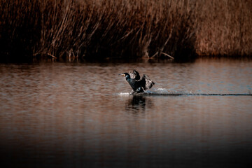 cormorán aterrizando en el pantano