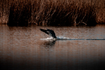 Naklejka premium cormorán aterrizando en el pantano
