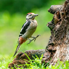 A funny woodpecker he jumps on a tree trunk. green natural background. Nature, green colours